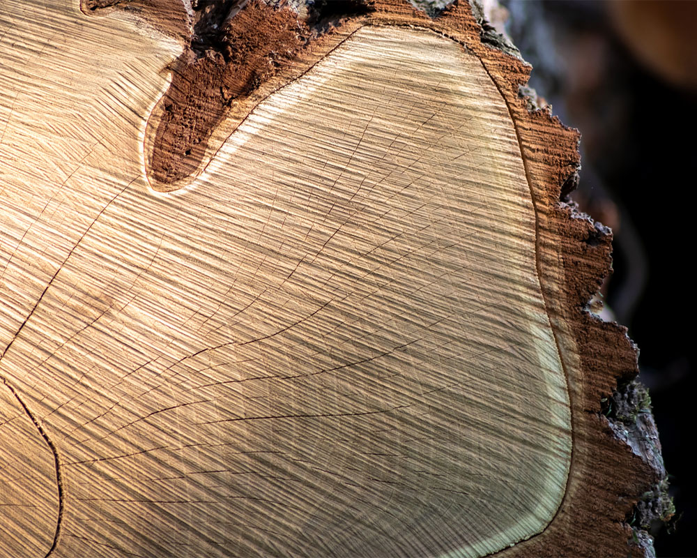 Perché il legno è un materiale green? Scopri tutto quello che c'è da sapere sul riciclo del legno, per un approccio sostenibile, con Bressano Mobili.